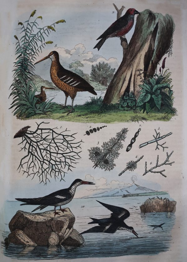 Guerin F.-E.. Dictionnaire pittoresque d'histoire naturelle.. Paris, Au Bureau de Souscription, 1833
